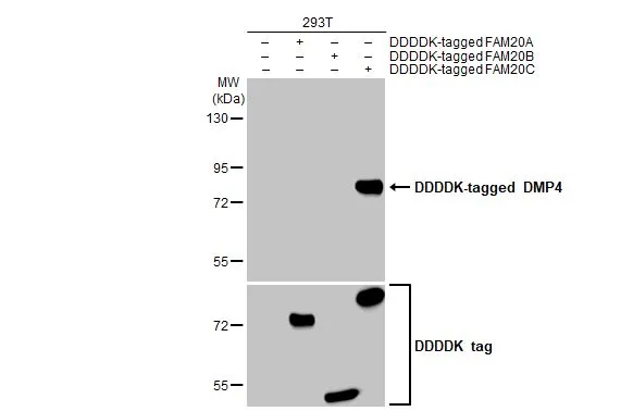 DMP4 antibody [HL2677]