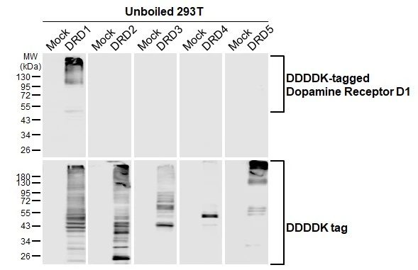 Unboiled non-transfected (–) and transfected (+) 293T whole cell extracts (30 μg) were separated by 10% SDS-PAGE, and the membrane was blotted with Dopamine Receptor D1 antibody [HL2680] (GTX639344) diluted at 1:5000. The HRP-conjugated anti-rabbit IgG antibody (GTX213110-01) was used to detect the primary antibody.