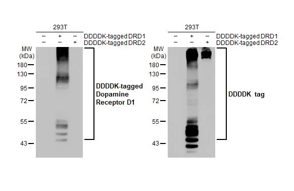 Non-transfected (–) and transfected (+) unboiled 293T whole cell extracts were separated by 10% SDS-PAGE, and the membrane was blotted with Dopamine Receptor D1 antibody [HL2680] (GTX639344) diluted at 1:5000. The HRP-conjugated anti-rabbit IgG antibody (GTX213110-01) was used to detect the primary antibody.