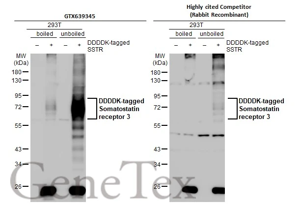 Non-transfected (–) and transfected (+) boiled and unboiled 293T whole cell extracts (30 μg) were separated by 10% SDS-PAGE, and the membranes were blotted with Somatostatin receptor 3 antibody [HL2681] (GTX639345) diluted at 1:5000 and competitor's antibody (competitor) diluted at 1:5000. The HRP-conjugated anti-rabbit IgG antibody (GTX213110-01) was used to detect the primary antibody. *The competitor is not affiliated with GeneTex and does not endorse this product.