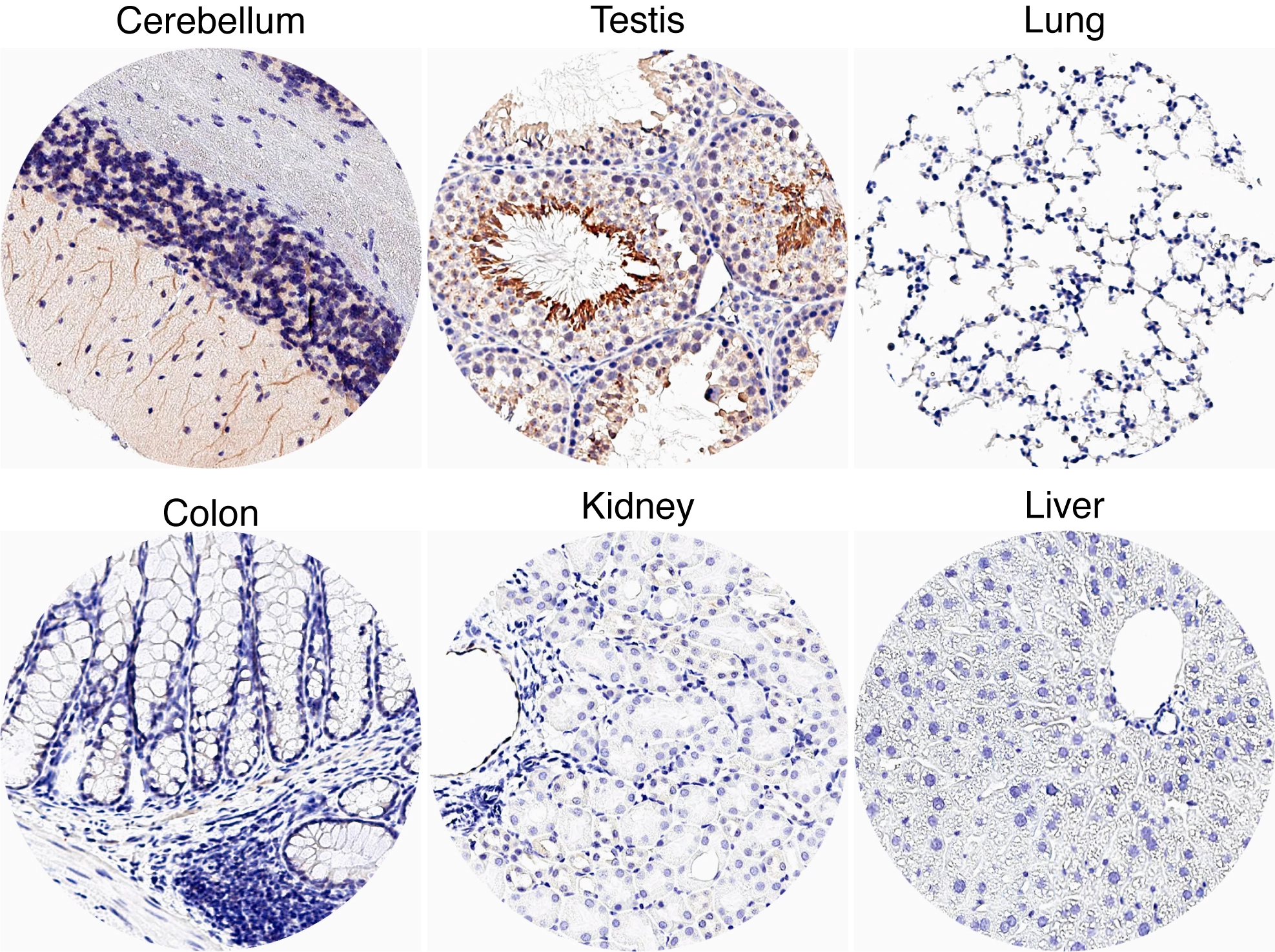 Somatostatin receptor 3 antibody [HL2681] detects Somatostatin receptor 3 protein by immunohistochemical analysis. Sample: Paraffin-embedded mouse tissues. Somatostatin receptor 3 stained by Somatostatin receptor 3 antibody [HL2681] (GTX639345) diluted at 1:1200. Antigen Retrieval: Citrate buffer, pH 6.0, 15 min