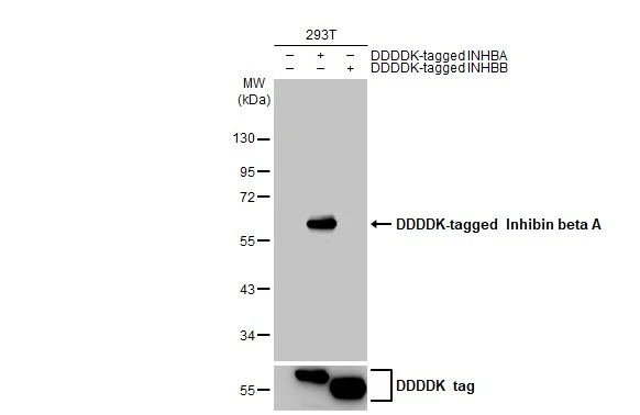 Non-transfected (–) and transfected (+) 293T whole cell extracts (30 μg) were separated by 10% SDS-PAGE, and the membrane was blotted with Inhibin beta A antibody [HL2696] (GTX639447) diluted at 1:5000. The HRP-conjugated anti-rabbit IgG antibody (GTX213110-01) was used to detect the primary antibody.