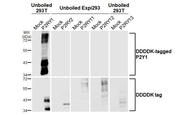 Unboiled non-transfected (–) and transfected (+) 293T and Expi293 whole cell extracts (30 μg) were separated by 10% SDS-PAGE, and the membrane was blotted with P2Y1 antibody [HL2702] (GTX639453) diluted at 1:5000. The HRP-conjugated anti-rabbit IgG antibody (GTX213110-01) was used to detect the primary antibody.