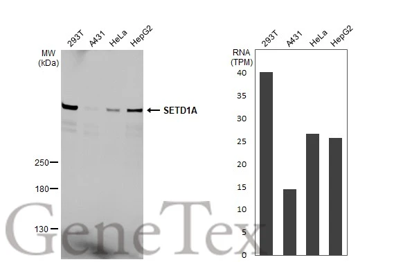 Various whole cell extracts (30 μg) were separated by 5% SDS-PAGE, and the membrane was blotted with SETD1A antibody [HL2705] (GTX639459) diluted at 1:1000. The HRP-conjugated anti-rabbit IgG antibody (GTX213110-01) was used to detect the primary antibody, and the signal was developed with Trident ECL plus-Enhanced. Corresponding RNA expression data for the same cell lines are based on Human Protein Atlas program.