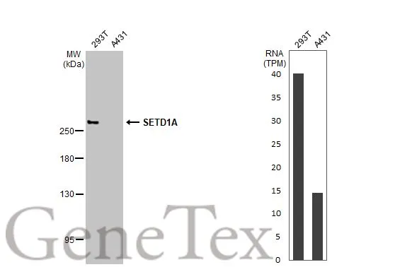 Various whole cell extracts (30 μg) were separated by 5% SDS-PAGE, and the membrane was blotted with SETD1A antibody (GTX639461) diluted at 1:1000. The HRP-conjugated anti-rabbit IgG antibody (GTX213110-01) was used to detect the primary antibody, and the signal was developed with Trident ECL plus-Enhanced. Corresponding RNA expression data for the same cell lines are based on Human Protein Atlas program. Various whole cell extracts (30 μg) were separated by 5% SDS-PAGE, and the membrane was blotted with SETD1A antibody (GTX639461) diluted at 1:1000. The HRP-conjugated anti-rabbit IgG antibody (GTX213110-01) was used to detect the primary antibody, and the signal was developed with Trident ECL plus-Enhanced. Corresponding RNA expression data for the same cell lines are based on Human Protein Atlas program.