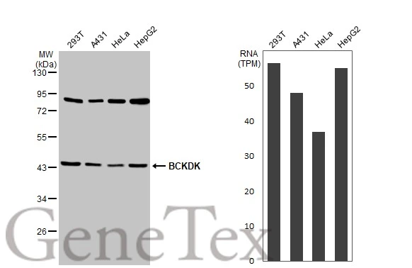Various whole cell extracts (30 μg) were separated by 10% SDS-PAGE, and the membrane was blotted with BCKDK antibody [HL2710] (GTX639471) diluted at 1:1000. The HRP-conjugated anti-rabbit IgG antibody (GTX213110-01) was used to detect the primary antibody. Corresponding RNA expression data for the same cell lines are based on Human Protein Atlas program.
