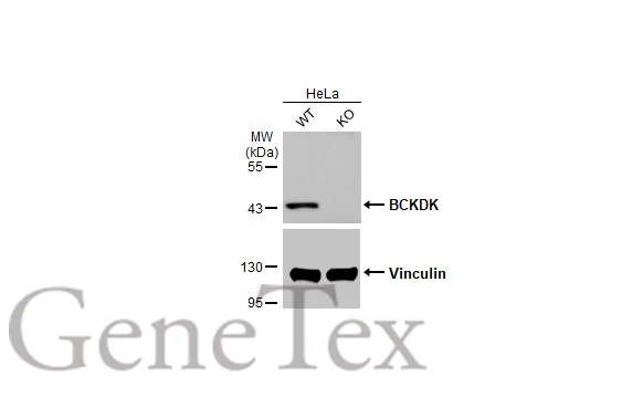 Wild-type (WT) and BCKDK knockout (KO) HeLa cell extracts (30 μg) were separated by 10% SDS-PAGE, and the membrane was blotted with BCKDK antibody [HL2710] (GTX639471) diluted at 1:1000. The HRP-conjugated anti-rabbit IgG antibody (GTX213110-01) was used to detect the primary antibody.