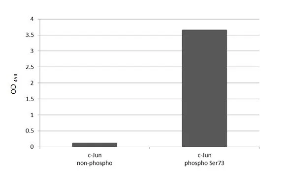 Specificity analysis was performed by coating the plate with recombinant c-Jun non-phospho peptide and c-Jun (phospho Ser73) peptide (250 ng/mL). Coated protein was probed with c-Jun (phospho Ser73) antibody [HL2713] (GTX639474) (1 μg/mL). Goat anti-rabbit IgG antibody (HRP) (GTX213110-01) (1:10000) was used to detect the bound primary antibody.