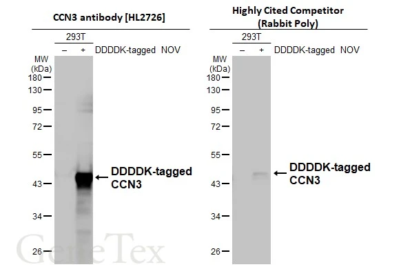 Non-transfected (–) and transfected (+) 293T whole cell extracts (30 μg) were separated by 10% SDS-PAGE, and the membranes were blotted with CCN3 antibody [HL2726] (GTX639554) diluted at 1:5000 and competitor's antibody (Highly Cited Competitor) diluted at 1:1000. The HRP-conjugated anti-rabbit IgG antibody (GTX213110-01) was used to detect the primary antibody. *The competitor is not affiliated with GeneTex and does not endorse this product.