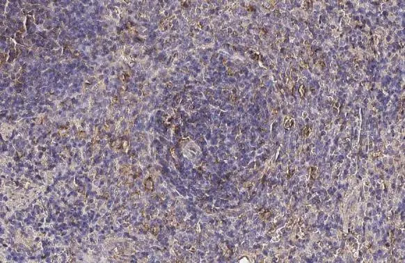CTLA4 antibody [HL2732]