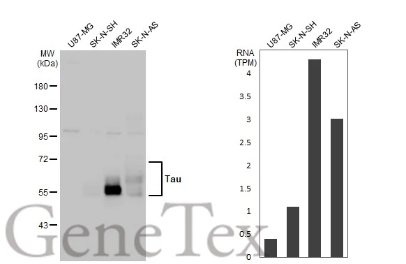 Tau antibody [HL2736]