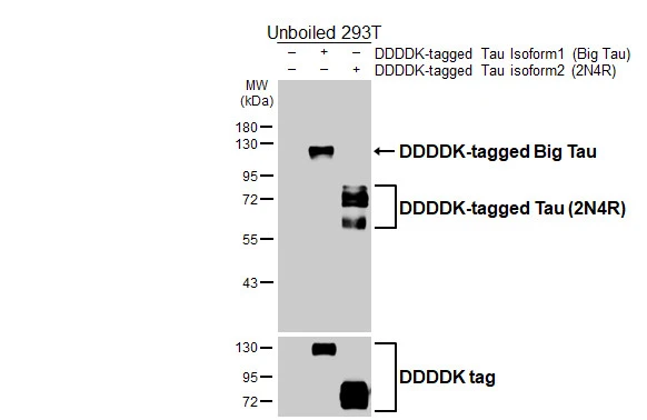 Anti-Tau antibody [HL2736] (GTX639564) | GeneTex