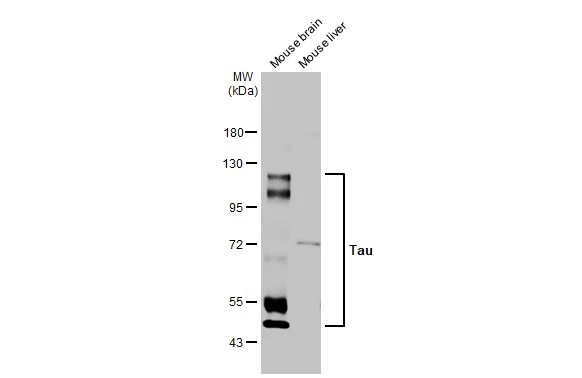 Tau antibody [HL2736]