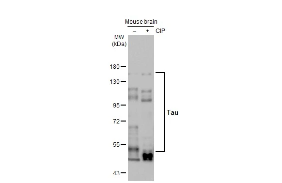 Tau antibody [HL2736]
