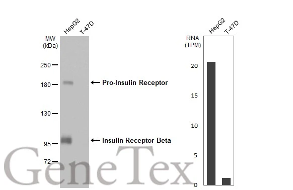 Various whole cell extracts (30 μg) were separated by 5% SDS-PAGE, and the membrane was blotted with Insulin Receptor Beta antibody [HL2737] (GTX639566) diluted at 1:1000. The HRP-conjugated anti-rabbit IgG antibody (GTX213110-01) was used to detect the primary antibody, and the signal was developed with Trident ECL plus-Enhanced. Corresponding RNA expression data for the same cell lines are based on Human Protein Atlas program.