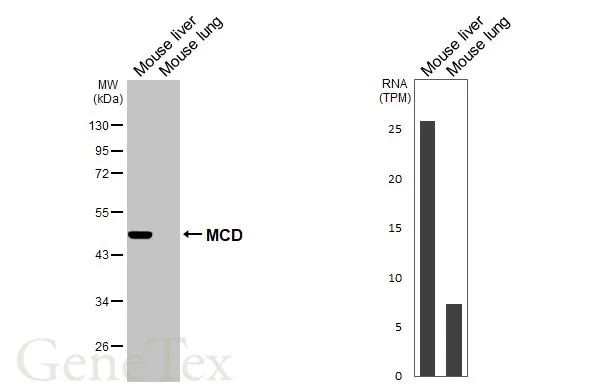 Various tissue extracts (50 μg) were separated by 10% SDS-PAGE, and the membrane was blotted with MCD antibody [HL2738] (GTX639567) diluted at 1:1000. The HRP-conjugated anti-rabbit IgG antibody (GTX213110-01) was used to detect the primary antibody, and the signal was developed with Trident ECL plus-Enhanced. Corresponding RNA expression data for the same cell lines are based on NCBI mouse tissue.