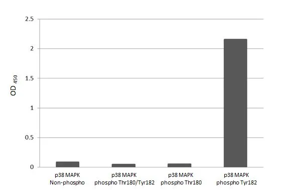 Indirect ELISA analysis was performed by coating the plate with recombinant (MAPK14 peptide, MAPK14 (phospho Thr180) peptide, MAPK14 (phospho Tyr182) peptide, and MAPK14 (phospho Thr180/Tyr182) peptide) (15.63 ng/mL). Coated protein was probed with p38 MAPK (phospho Tyr182) antibody [HL2740] (GTX639569) (1 μg/mL). Goat anti-rabbit IgG antibody (HRP) (GTX213110-01) (1:10000) was used to detect the bound primary antibody.