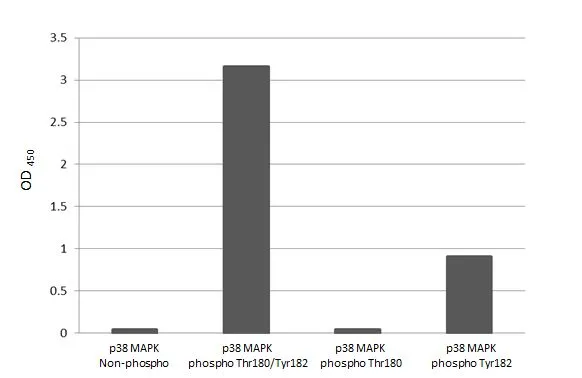 Indirect ELISA analysis was performed by coating the plate with recombinant (MAPK14 peptide, MAPK14 (phospho Thr180) peptide, MAPK14 (phospho Tyr182) peptide, and MAPK14 (phospho Thr180/Tyr182) peptide) (15.63 ng/mL). Coated protein was probed with p38 MAPK (phospho Thr180 / Tyr182) antibody [HL2741] (GTX639570) (1 μg/mL). Goat anti-rabbit IgG antibody (HRP) (GTX213110-01) (1:10000) was used to detect the bound primary antibody.