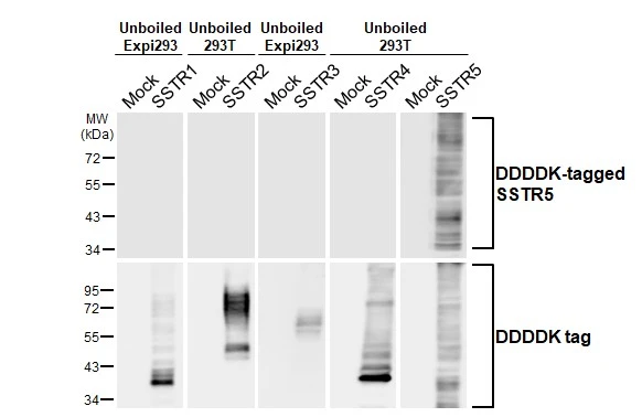 Unboiled non-transfected (–) and transfected (+) 293T and Expi293 whole cell extracts (30 μg) were separated by 10% SDS-PAGE, and the membrane was blotted with SSTR5 antibody [HL2756] (GTX639619) diluted at 1:5000. The HRP-conjugated anti-rabbit IgG antibody (GTX213110-01) was used to detect the primary antibody.