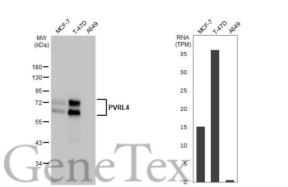 Various whole cell extracts (30 μg) were separated by 10% SDS-PAGE, and the membrane was blotted with PVRL4 antibody [HL2758] (GTX639621) diluted at 1:1000. The HRP-conjugated anti-rabbit IgG antibody (GTX213110-01) was used to detect the primary antibody. Corresponding RNA expression data for the same cell lines are based on Human Protein Atlas program.