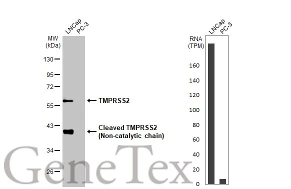 Various whole cell extracts (30 μg) were separated by 10% SDS-PAGE, and the membrane was blotted with TMPRSS2 antibody [HL2759] (GTX639624) diluted at 1:1000. The HRP-conjugated anti-rabbit IgG antibody (GTX213110-01) was used to detect the primary antibody. Corresponding RNA expression data for the same cell lines are based on Human Protein Atlas program.