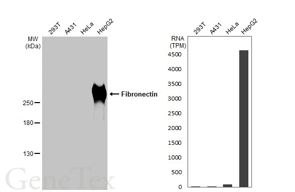 Fibronectin antibody [HL2761]