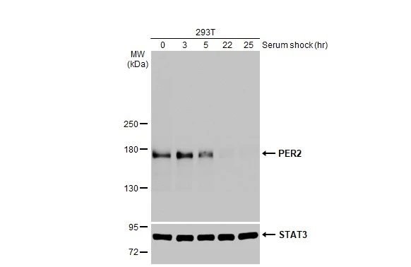 Treated 293T whole cell extracts (30 μg) were separated by 5% SDS-PAGE, and the membrane was blotted with PER2 antibody [HL2775] (GTX639640) diluted at 1:1000. The HRP-conjugated anti-rabbit IgG antibody (GTX213110-01) was used to detect the primary antibody, and the signal was developed with Trident ECL plus-Enhanced.