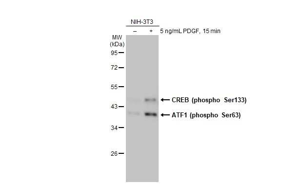 Untreated (–) and treated (+) NIH-3T3 whole cell extracts (30 μg) were separated by 10% SDS-PAGE, and the membrane was blotted with CREB (phospho Ser133) antibody [HL2776] (GTX639641) diluted at 1:1000. The HRP-conjugated anti-rabbit IgG antibody (GTX213110-01) was used to detect the primary antibody.