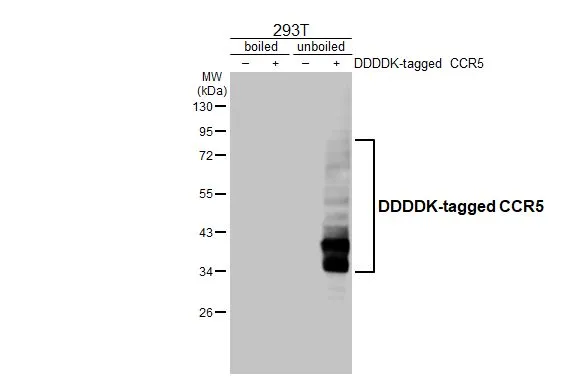 CCR5 antibody [HL2780]