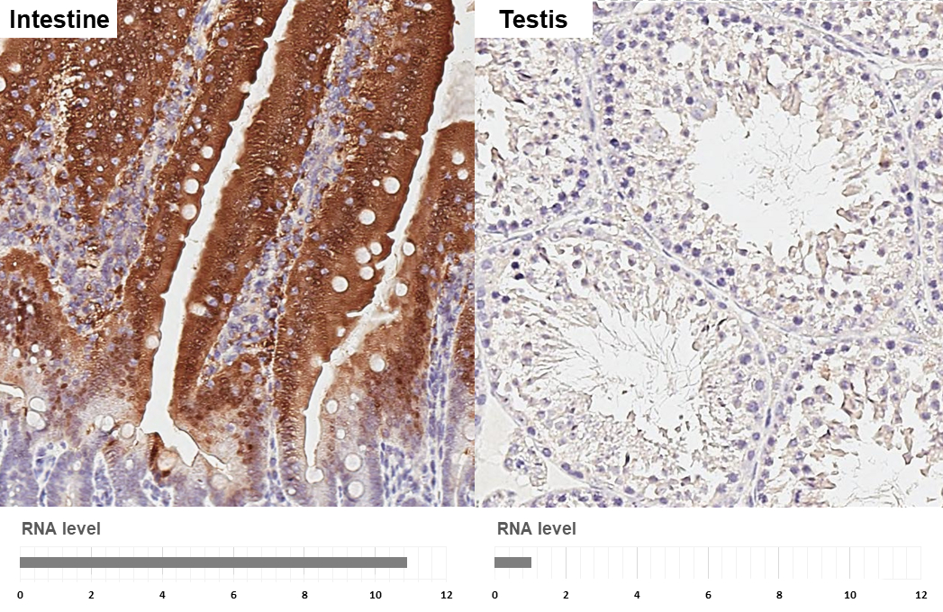 P2Y2 antibody [HL2801] detects P2Y2 protein by immunohistochemical analysis. Sample: Paraffin-embedded mouse tissues. P2Y2 stained by P2Y2 antibody [HL2801] (GTX639689) diluted at 1:200. Antigen Retrieval: Citrate buffer, pH 6.0, 15 min