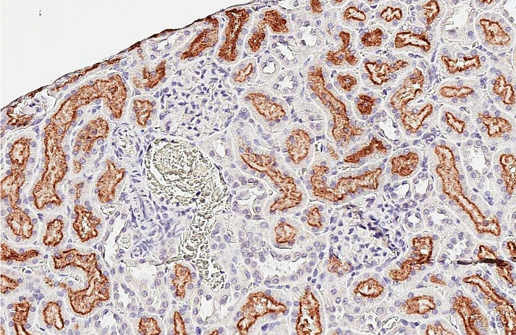 P2Y2 antibody [HL2801] detects P2Y2 protein by immunohistochemical analysis. Sample: Paraffin-embedded rat kidney. P2Y2 stained by P2Y2 antibody [HL2801] (GTX639689) diluted at 1:200. Antigen Retrieval: Citrate buffer, pH 6.0, 15 min