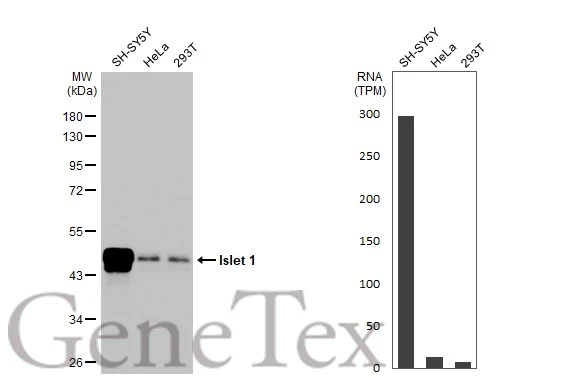 Various whole cell extracts (30 μg) were separated by 10% SDS-PAGE, and the membrane was blotted with Islet 1 antibody [HL2807] (GTX639917) diluted at 1:1000. The HRP-conjugated anti-rabbit IgG antibody (GTX213110-01) was used to detect the primary antibody. Corresponding RNA expression data for the same cell lines are based on Human Protein Atlas program.