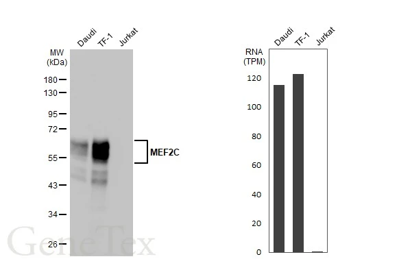 Various whole cell extracts (30 μg) were separated by 10% SDS-PAGE, and the membrane was blotted with MEF2C antibody [HL2811] (GTX639952) diluted at 1:1000. The HRP-conjugated anti-rabbit IgG antibody (GTX213110-01) was used to detect the primary antibody. Corresponding RNA expression data for the same cell lines are based on Human Protein Atlas program.