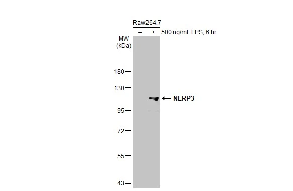 Untreated (–) and treated (+) Raw264.7 whole cell extract (30 μg) were separated by 7.5% SDS-PAGE, and the membrane was blotted with NLRP3 antibody [HL2813] (GTX639954) diluted at 1:1000. The HRP-conjugated anti-rabbit IgG antibody (GTX213110-01) was used to detect the primary antibody, and the signal was developed with Trident ECL plus-Enhanced.