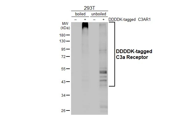 Non-transfected (–) and transfected (+) boiled and unboiled 293T whole cell extracts (30 μg) were separated by 10% SDS-PAGE, and the membrane was blotted with C3a Receptor antibody [HL2831] (GTX640102) diluted at 1:5000. The HRP-conjugated anti-rabbit IgG antibody (GTX213110-01) was used to detect the primary antibody.