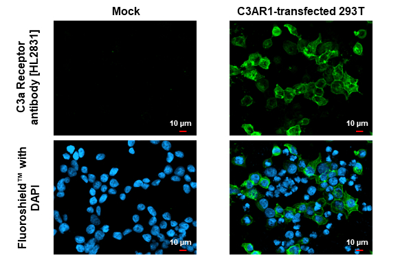 C3a Receptor antibody [HL2831] detects C3a Receptor protein by immunofluorescent analysis. Sample: Mock and transfected 293T cells were fixed in ice-cold MeOH for 5 min. Green: C3a Receptor stained by C3a Receptor antibody [HL2831] (GTX640102) diluted at 1:500. Blue: Fluoroshield with DAPI (GTX30920).