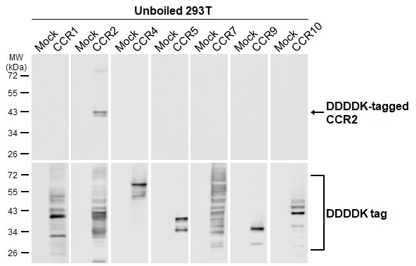 Unboiled non-transfected (–) and transfected (+) 293T whole cell extracts (30 μg) were separated by 10% SDS-PAGE, and the membrane was blotted with CCR2 antibody [HL2838] (GTX640109) diluted at 1:5000. The HRP-conjugated anti-rabbit IgG antibody (GTX213110-01) was used to detect the primary antibody.