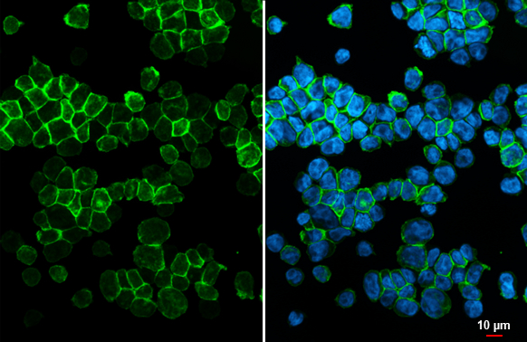 CCR2 antibody [HL2838]