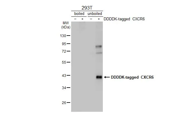 Non-transfected (–) and transfected (+) boiled and unboiled 293T whole cell extracts (30 μg) were separated by 10% SDS-PAGE, and the membrane was blotted with CXCR6 antibody [HL2849] (GTX640120) diluted at 1:5000. The HRP-conjugated anti-rabbit IgG antibody (GTX213110-01) was used to detect the primary antibody.
