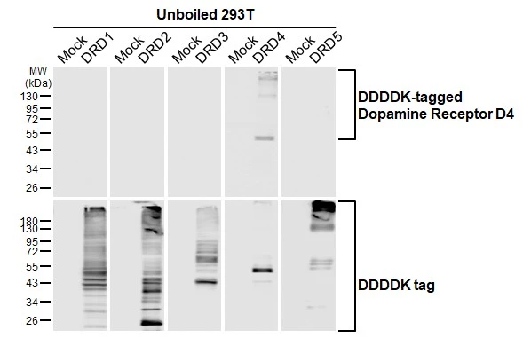 Unboiled non-transfected (–) and transfected (+) 293T whole cell extracts (30 μg) were separated by 10% SDS-PAGE, and the membrane was blotted with Dopamine Receptor D4 antibody [HL2850] (GTX640121) diluted at 1:5000. The HRP-conjugated anti-rabbit IgG antibody (GTX213110-01) was used to detect the primary antibody.