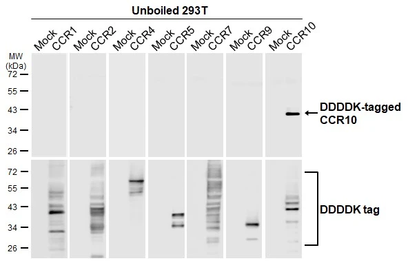 Unboiled non-transfected (–) and transfected (+) 293T whole cell extracts (30 μg) were separated by 10% SDS-PAGE, and the membrane was blotted with CCR10 antibody [HL2852] (GTX640123) diluted at 1:5000. The HRP-conjugated anti-rabbit IgG antibody (GTX213110-01) was used to detect the primary antibody.