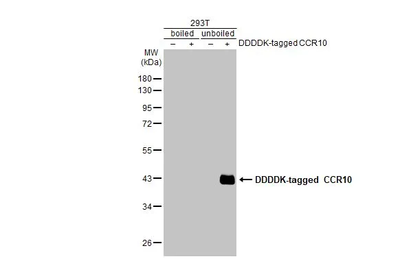 CCR10 antibody [HL2852]