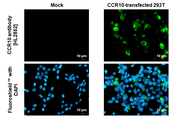 CCR10 antibody [HL2852] detects CCR10 protein by immunofluorescent analysis. Sample: Mock and transfected 293T cells were fixed in ice-cold MeOH for 5 min. Green: CCR10 stained by CCR10 antibody [HL2852] (GTX640123) diluted at 1:500. Blue: Fluoroshield with DAPI (GTX30920).