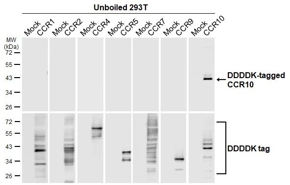Unboiled non-transfected (–) and transfected (+) 293T whole cell extracts (30 μg) were separated by 10% SDS-PAGE, and the membrane was blotted with CCR10 antibody [HL2853] (GTX640124) diluted at 1:5000. The HRP-conjugated anti-rabbit IgG antibody (GTX213110-01) was used to detect the primary antibody.