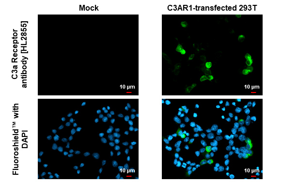 C3a Receptor antibody [HL2855] detects C3a Receptor protein by immunofluorescent analysis. Sample: Mock and transfected 293T cells were fixed in ice-cold MeOH for 5 min. Green: C3a Receptor stained by C3a Receptor antibody [HL2855] (GTX640126) diluted at 1:500. Blue: Fluoroshield with DAPI (GTX30920).