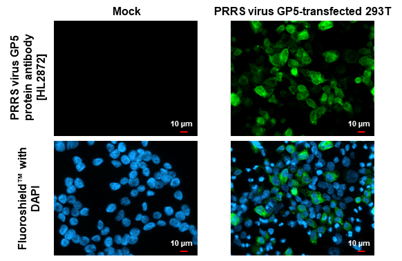 PRRS virus GP5 protein antibody [HL2872] detects PRRS virus GP5 protein by immunofluorescent analysis. Sample: Mock and transfected 293T cells were fixed in ice-cold MeOH for 5 min. Green: PRRS virus GP5 protein stained by PRRS virus GP5 protein antibody [HL2872] (GTX640149) diluted at 1:500. Blue: Fluoroshield with DAPI (GTX30920).