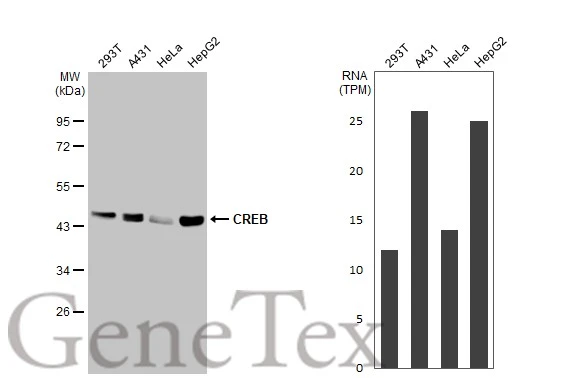 Various whole cell extracts (30 μg) were separated by 10% SDS-PAGE, and the membrane was blotted with CREB antibody [HL2879] (GTX640158) diluted at 1:1000. The HRP-conjugated anti-rabbit IgG antibody (GTX213110-01) was used to detect the primary antibody. Corresponding RNA expression data for the same cell lines are based on Human Protein Atlas program.