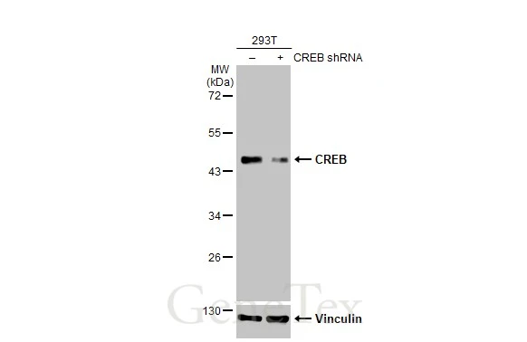 Non-transfected (–) and transfected (+) 293T whole cell extracts (30 μg) were separated by 10% SDS-PAGE, and the membrane was blotted with CREB antibody [HL2879] (GTX640158) diluted at 1:1000. The HRP-conjugated anti-rabbit IgG antibody (GTX213110-01) was used to detect the primary antibody.