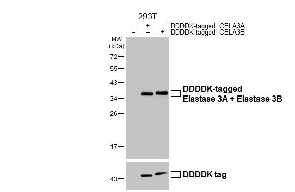 Non-transfected (–) and transfected (+) 293T whole cell extracts were separated by 12% SDS-PAGE, and the membrane was blotted with Elastase 3A + Elastase 3B antibody [HL2882] (GTX640161) diluted at 1:5000. The HRP-conjugated anti-rabbit IgG antibody (GTX213110-01) was used to detect the primary antibody.