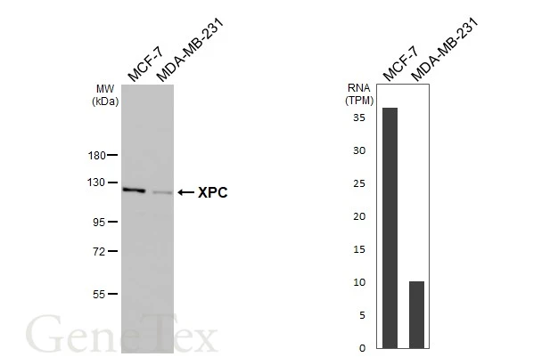 Various whole cell extracts (30 μg) were separated by 7.5% SDS-PAGE, and the membrane was blotted with XPC antibody [HL2892] (GTX640229) diluted at 1:1000. The HRP-conjugated anti-rabbit IgG antibody (GTX213110-01) was used to detect the primary antibody. Corresponding RNA expression data for the same cell lines are based on Human Protein Atlas program.